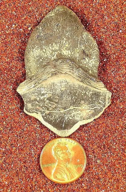 Dokumentasi USNM PAL244454 dengan identifikasi pada sumber Petalodus ohioensis. Isi dan label gambar dipertahankan.