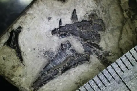 Dokumentasi PV R 8129 dengan identifikasi pada sumber Dorsetisaurus purbeckensis. Isi dan label gambar dipertahankan.