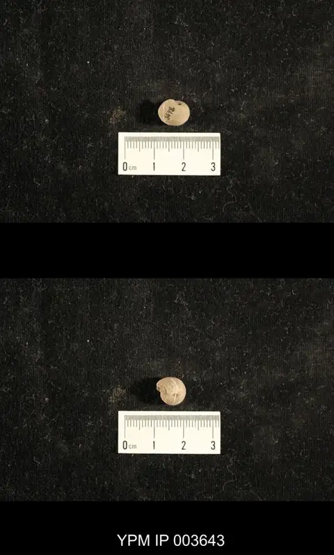 Dokumentasi YPM IP 003643 dengan identifikasi pada sumber Euphemites filosus. Isi dan label gambar dipertahankan.