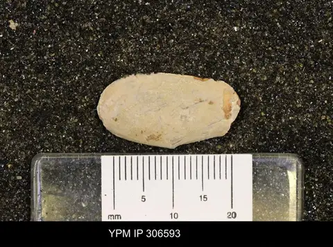 Dokumentasi YPM IP 306593 dengan identifikasi pada sumber Paleyoldia glabra. Isi dan label gambar dipertahankan.