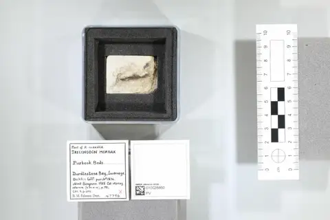 Dokumentasi PV OR 47796 dengan identifikasi pada sumber Triconodon mordax. Isi dan label gambar dipertahankan.