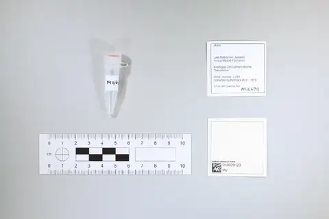 Dokumentasi PV M 46694 dengan identifikasi pada sumber Phascolotherium bucklandi. Isi dan label gambar dipertahankan.