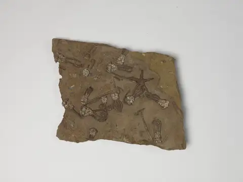Dokumentasi P 310993 dengan identifikasi pada sumber Jimbacrinus bostocki. Isi dan label gambar dipertahankan.