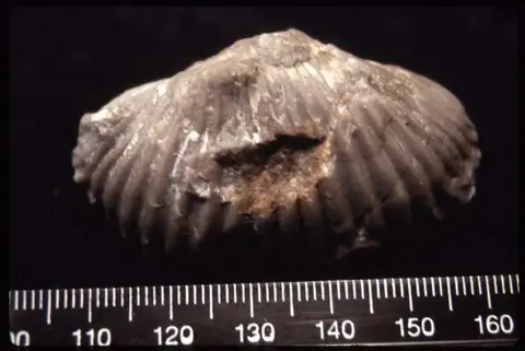 Dokumentasi YPM IP 003684 dengan identifikasi pada sumber Archaeoscyphia minganensis. Isi dan label gambar dipertahankan.
