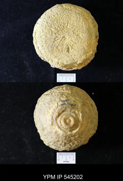 Dokumentasi YPM IP 545202 dengan identifikasi pada sumber Aulocopium aurantium. Isi dan label gambar dipertahankan.