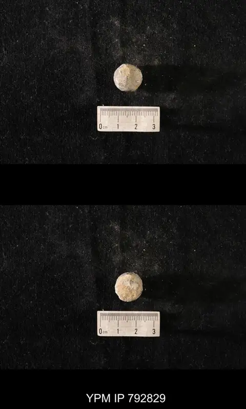 Dokumentasi YPM IP 792829 dengan identifikasi pada sumber Hindia sphaeroidalis. Isi dan label gambar dipertahankan.