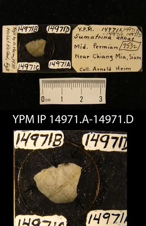 Dokumentasi YPM IP 014971.B dengan identifikasi pada sumber Sumatrina annae. Isi dan label gambar dipertahankan.