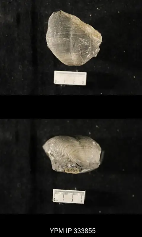 Dokumentasi YPM IP 333855 dengan identifikasi pada sumber Echinoconchus punctatus. Isi dan label gambar dipertahankan.