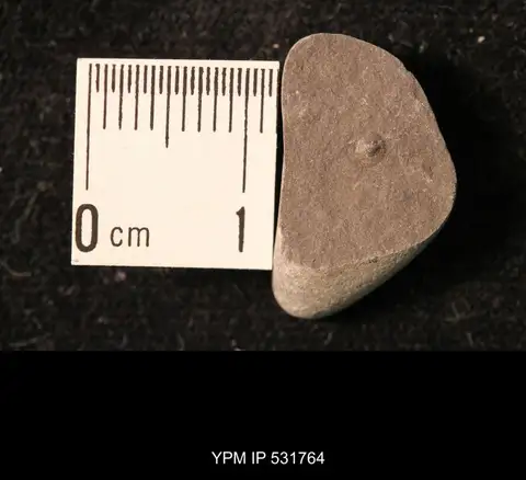 Dokumentasi YPM IP 531764 dengan identifikasi pada sumber Orbiculoidea minuta. Isi dan label gambar dipertahankan.