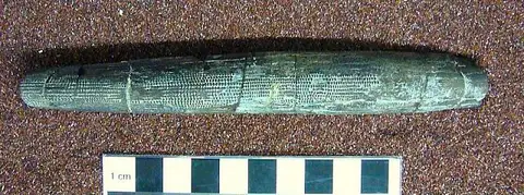 Dokumentasi USNM V13505 dengan identifikasi pada sumber Ctenacanthus harrisoni. Isi dan label gambar dipertahankan.
