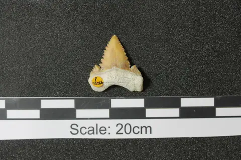 Dokumentasi PV P 73266 dengan identifikasi pada sumber Palaeocarcharodon orientalis. Isi dan label gambar dipertahankan.