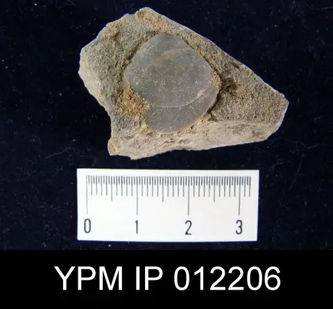 Dokumentasi YPM IP 012206 dengan identifikasi pada sumber Composita mira. Isi dan label gambar dipertahankan.