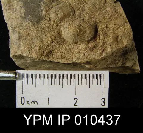 Dokumentasi YPM IP 010437 dengan identifikasi pada sumber Marginifera longispina. Isi dan label gambar dipertahankan.
