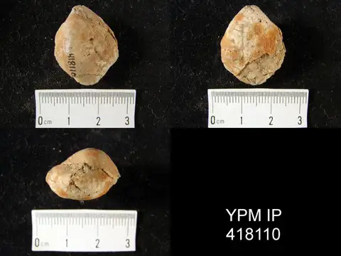 Dokumentasi YPM IP 418110 dengan identifikasi pada sumber Composita argentea. Isi dan label gambar dipertahankan.