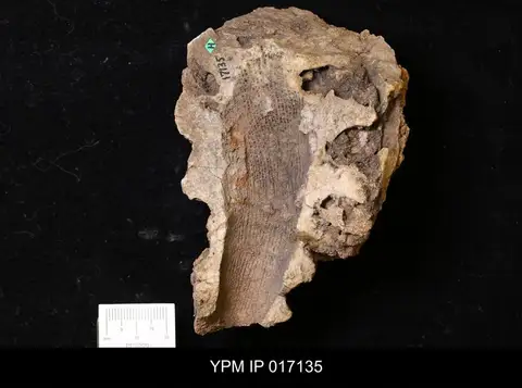 Dokumentasi YPM IP 017135 dengan identifikasi pada sumber Archaeoscyphia annulata. Isi dan label gambar dipertahankan.