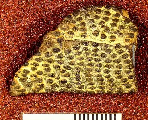 Dokumentasi USNM V13537 dengan identifikasi pada sumber Glymmatacanthus irishii. Isi dan label gambar dipertahankan.