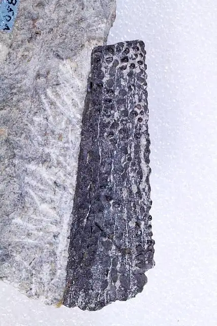 Dokumentasi USNM V13504 dengan identifikasi pada sumber Glymmatacanthus rudis. Isi dan label gambar dipertahankan.