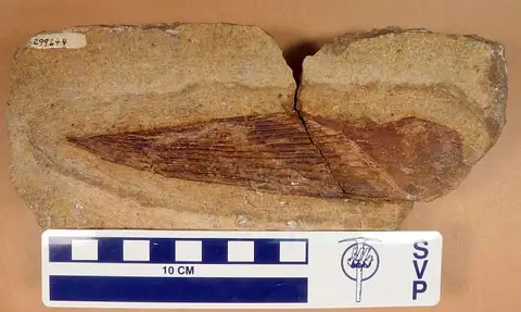 Dokumentasi USNM PAL299644 dengan identifikasi pada sumber Sphenacanthus marshi. Isi dan label gambar dipertahankan.