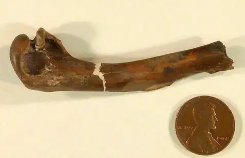 Dokumentasi USNM V4976 dengan identifikasi pada sumber Mancalla californiensis. Isi dan label gambar dipertahankan.