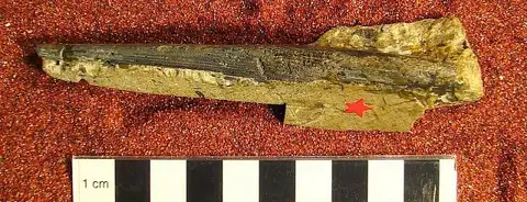 Dokumentasi USNM V4683 dengan identifikasi pada sumber Ctenacanthus acutus. Isi dan label gambar dipertahankan.