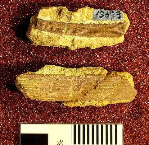 Dokumentasi USNM V13524 dengan identifikasi pada sumber Ctenacanthus burlingtonensis. Isi dan label gambar dipertahankan.