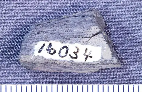 Dokumentasi USNM V16034 dengan identifikasi pada sumber Ctenacanthus buttersi. Isi dan label gambar dipertahankan.