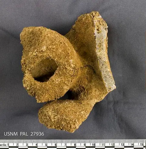 Dokumentasi USNM PAL27936 dengan identifikasi pada sumber Brachiospongia digitata. Isi dan label gambar dipertahankan.
