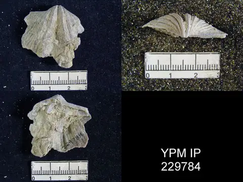 Dokumentasi YPM IP 229784 dengan identifikasi pada sumber Neospirifer dunbari. Isi dan label gambar dipertahankan.