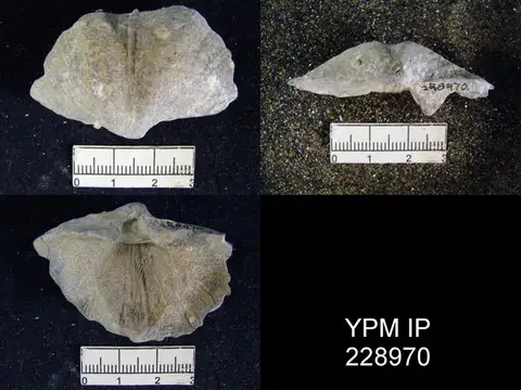 Dokumentasi YPM IP 228970 dengan identifikasi pada sumber Neospirifer kansasensis. Isi dan label gambar dipertahankan.