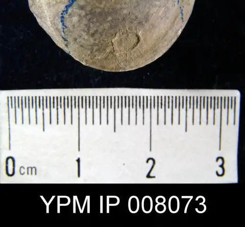 Dokumentasi YPM IP 008073 dengan identifikasi pada sumber Leptalosia ovalis. Isi dan label gambar dipertahankan.