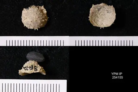 Dokumentasi YPM IP 254155 dengan identifikasi pada sumber Cancrinella boonensis. Isi dan label gambar dipertahankan.