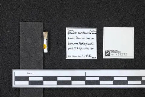 Dokumentasi PV P 53393 dengan identifikasi pada sumber Pseudodalatias barnstonensis. Isi dan label gambar dipertahankan.