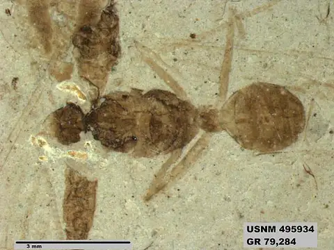Dokumentasi USNM PAL495934 dengan identifikasi pada sumber Eoformica pinguis. Isi dan label gambar dipertahankan.