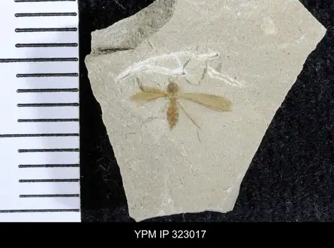 Dokumentasi YPM IP 323017 dengan identifikasi pada sumber Chironomus patens. Isi dan label gambar dipertahankan.