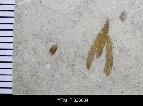 Dokumentasi YPM IP 323004 dengan identifikasi pada sumber Dicranomyia stigmosa. Isi dan label gambar dipertahankan.