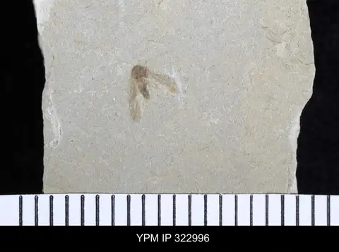 Dokumentasi YPM IP 322996 dengan identifikasi pada sumber Dicranomyia rostrata. Isi dan label gambar dipertahankan.