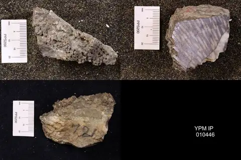 Dokumentasi YPM IP 010446 dengan identifikasi pada sumber Hayasakaia elegantula. Isi dan label gambar dipertahankan.