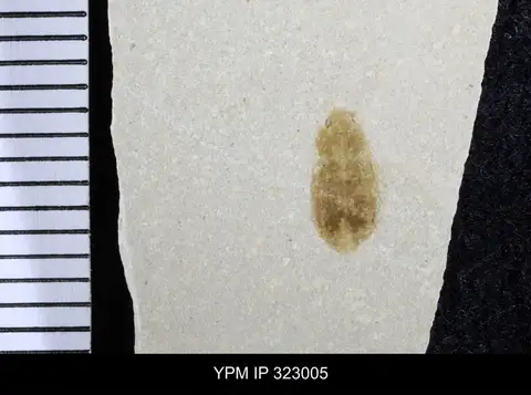 Dokumentasi YPM IP 323005 dengan identifikasi pada sumber Bruchus anilis. Isi dan label gambar dipertahankan.