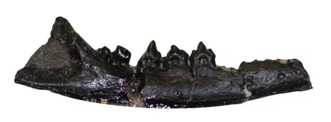 Dokumentasi YPM VP 013638 dengan identifikasi pada sumber Amphidon superstes. Isi dan label gambar dipertahankan.