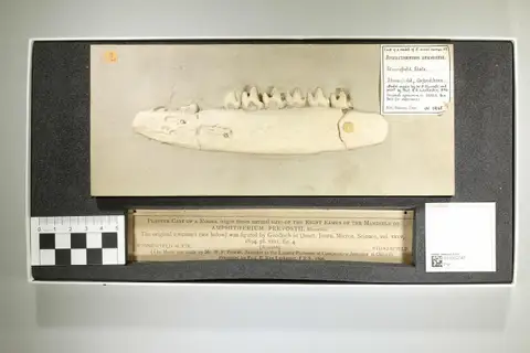 Model yang diperbesar dari cabang kanan rahang bawah Amphitherium prevostii, koleksi PV M 5968.