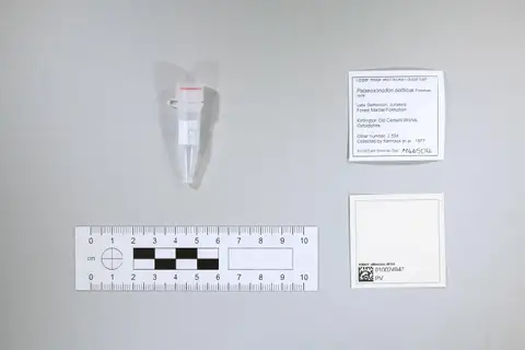 Dokumentasi PV M 46504 dengan identifikasi pada sumber Palaeoxonodon ooliticus. Isi dan label gambar dipertahankan.