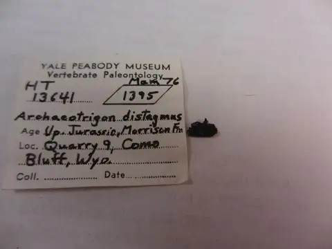 Dokumentasi YPM VP 013641 dengan identifikasi pada sumber Archaeotrigon distagmus. Isi dan label gambar dipertahankan.