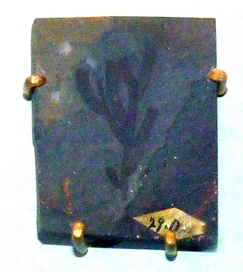 Dokumentasi USNM PAL66511 dengan identifikasi pada sumber Vauxia gracilenta. Isi dan label gambar dipertahankan.