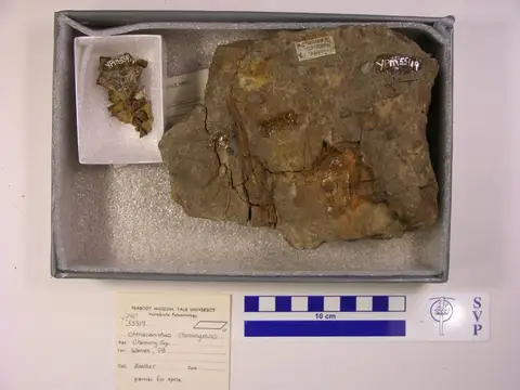 Dokumentasi YPM VP 055919 dengan identifikasi pada sumber Ctenacanthus chemungensis. Isi dan label gambar dipertahankan.