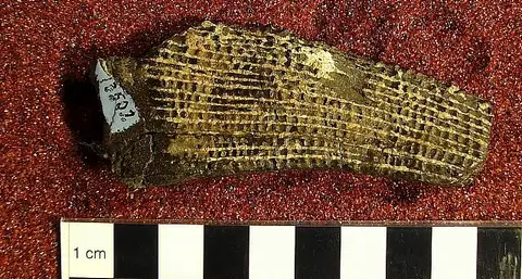 Dokumentasi USNM V13502 dengan identifikasi pada sumber Ctenacanthus coxianus. Isi dan label gambar dipertahankan.