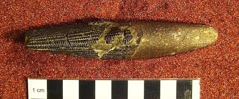 Dokumentasi USNM V4846 dengan identifikasi pada sumber Ctenacanthus decussatus. Isi dan label gambar dipertahankan.
