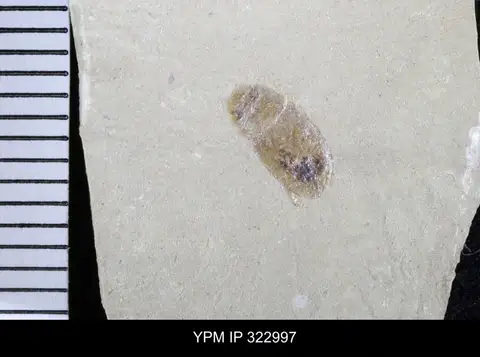 Dokumentasi YPM IP 322997 dengan identifikasi pada sumber Neothanes testeus. Isi dan label gambar dipertahankan.