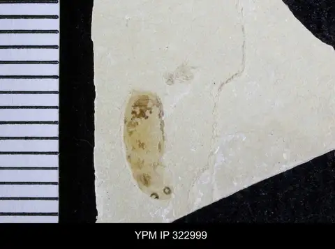 Dokumentasi YPM IP 322999 dengan identifikasi pada sumber Berosus tenuis. Isi dan label gambar dipertahankan.