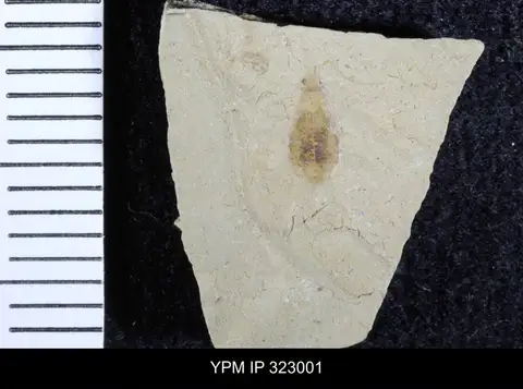 Dokumentasi YPM IP 323001 dengan identifikasi pada sumber Antherophagus priscus. Isi dan label gambar dipertahankan.