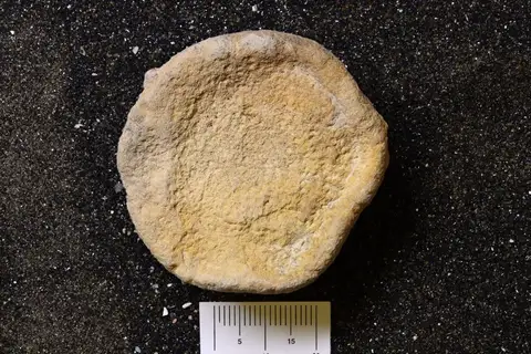 Dokumentasi YPM IP 180189 dengan identifikasi pada sumber Palaeomanon cratera. Isi dan label gambar dipertahankan.